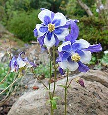 An aquilegia in flower in a rocky environment, with blue petals fading to white at the edges