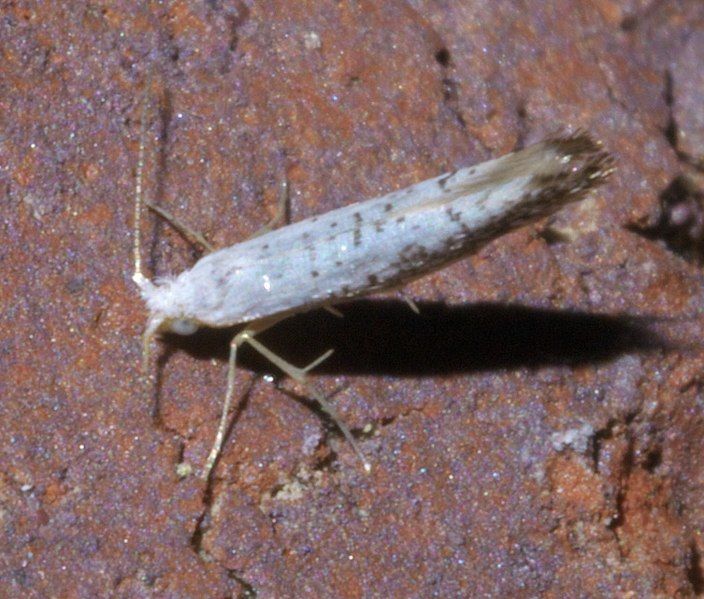 File:Argyresthia subreticulata P1640438a.jpg