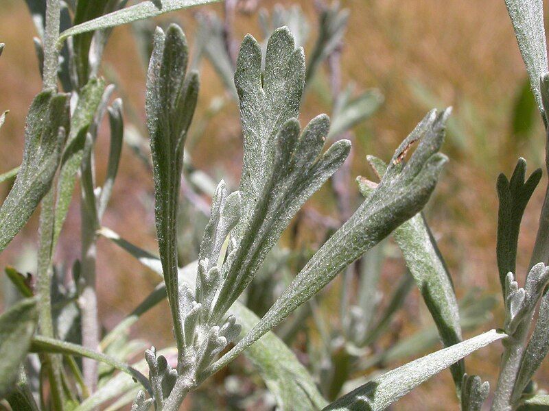 File:Artemisia rothrockii.jpg