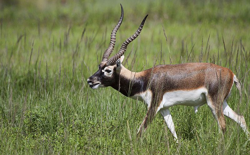 File:Blackbuck Antelope 00012.jpg