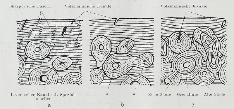 File:Braus 1921 29.png