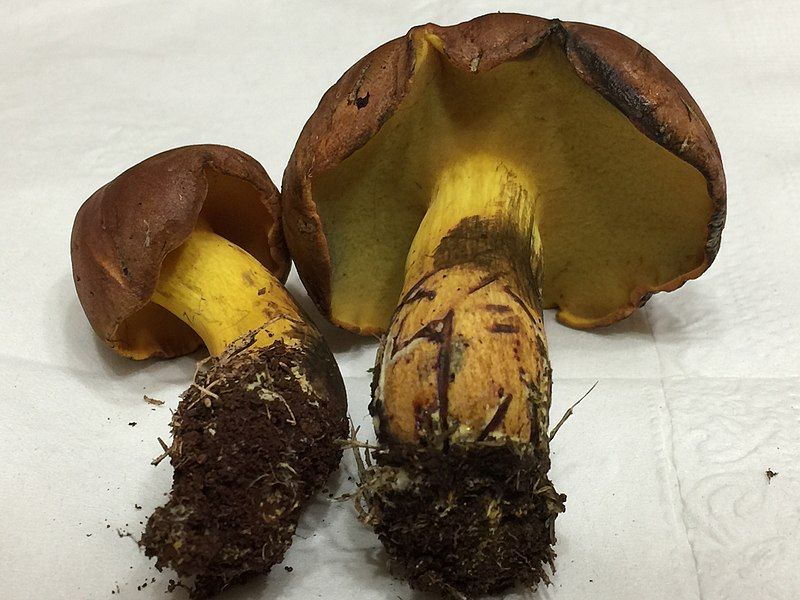 File:Buchwaldoboletus xylophilus 1143649.jpg