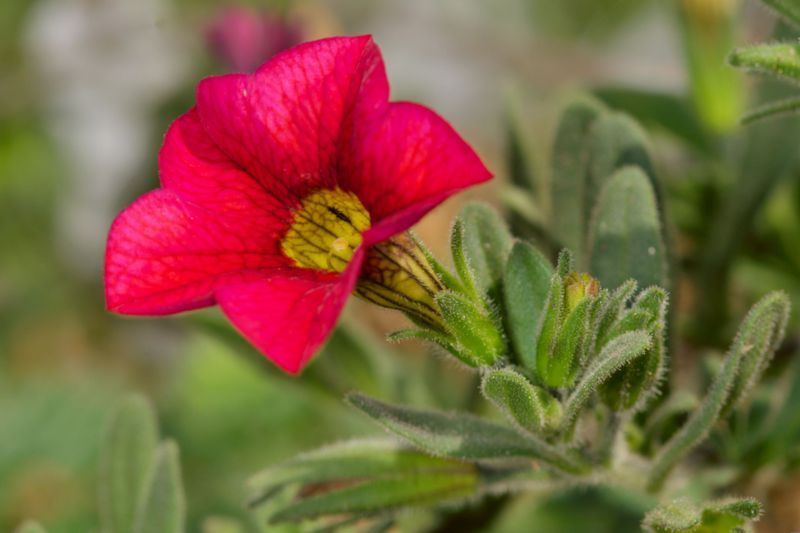 File:Calibrachoa flower red.jpg