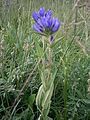 Campanula glomerata