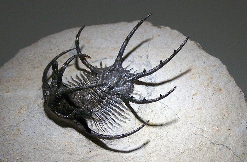 File:Ceratarges sp Alnif.jpg