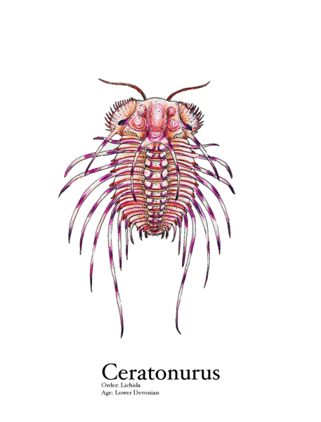 File:Ceratonurus plate.png