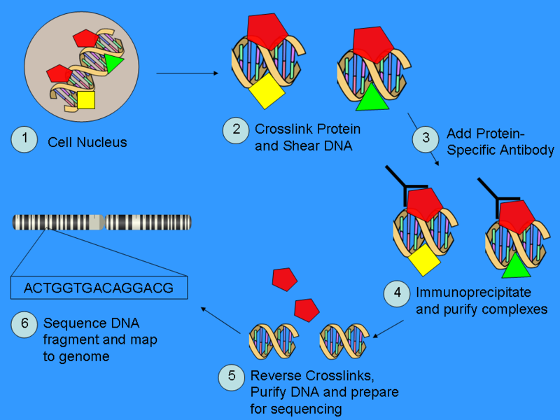 File:Chip sequencing2.png