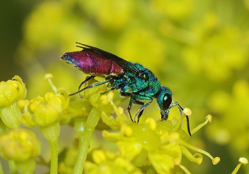 File:Chrysis April 2008-1.jpg