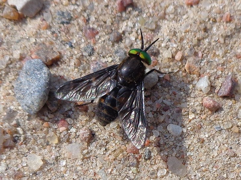 File:Chrysops sepulcralis 01.JPG