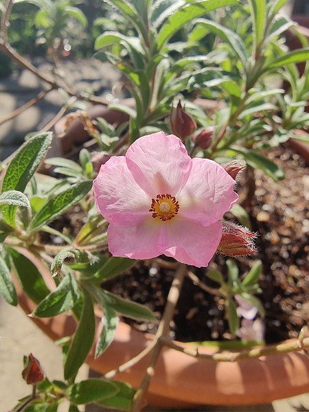 File:Cistus x skanbergii.jpg