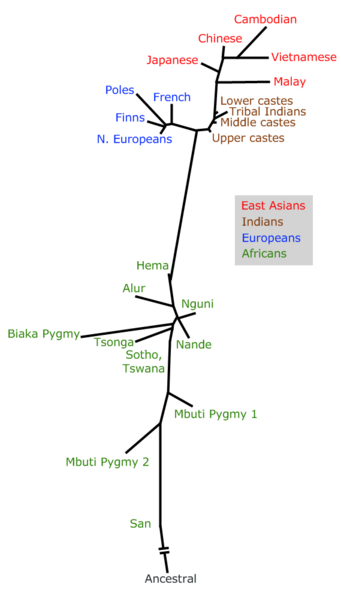 File:Cladogram.png