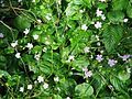 Claytonia sibirica