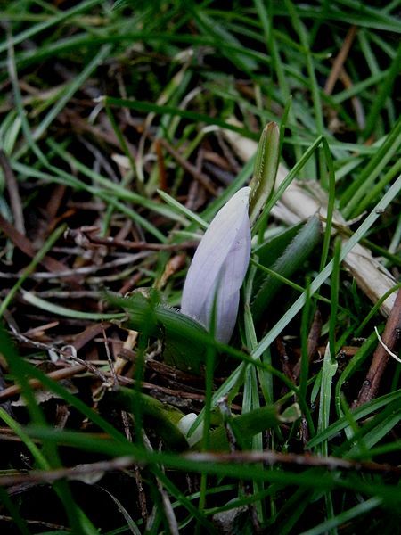 File:Colchicum hungaricum bud1.jpg