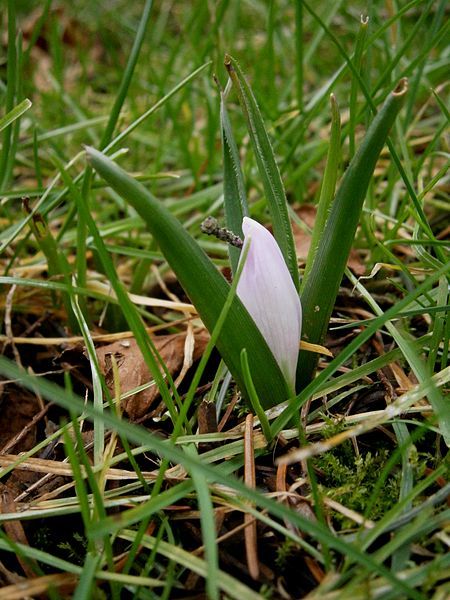 File:Colchicum hungaricum bud4.jpg