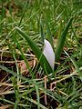 Colchicum hungaricum bud