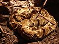 Common lancehead Bothrops atrox at Wilmington's Cape Fear Serpentarium