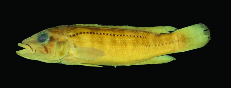 File:Crenicichla haroldoi (3678467).png