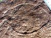 Dickinsonia costata, an iconic Ediacaran organism