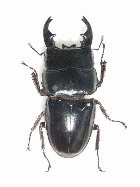 File:DorcusbucephalusMale (2).JPG