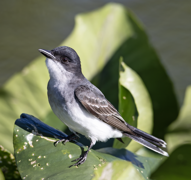 File:Easterbn Kingbird Heinz.png