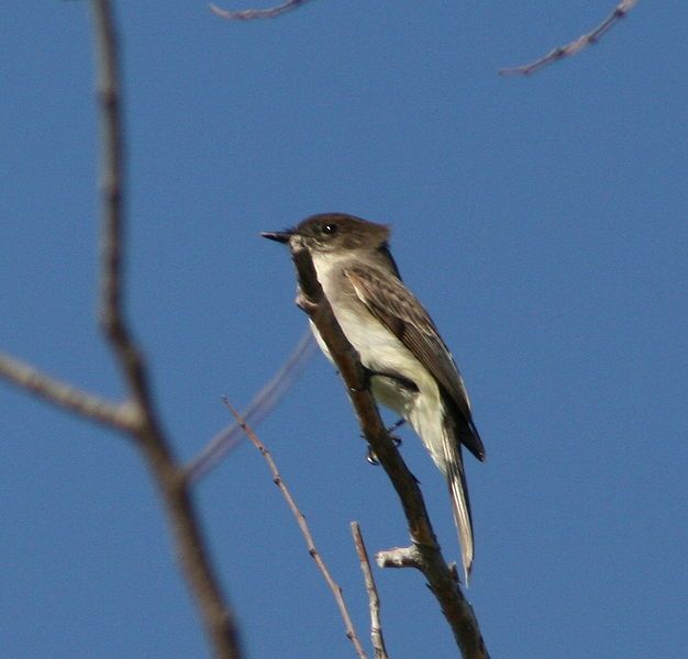 File:Eastern Phoebe (1).jpg