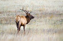 Photograph of a bull elk in grassland