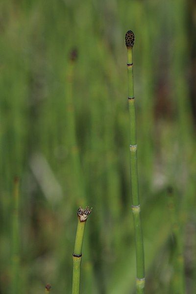 File:Equisetum laevigatum 0591.JPG