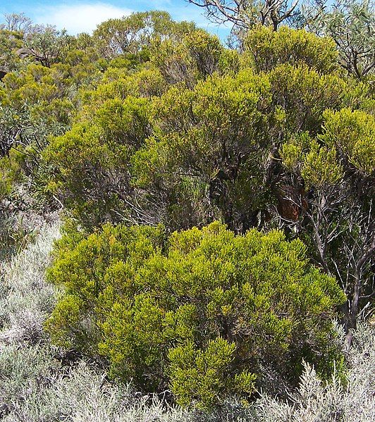 File:Erica reunionensis.JPG