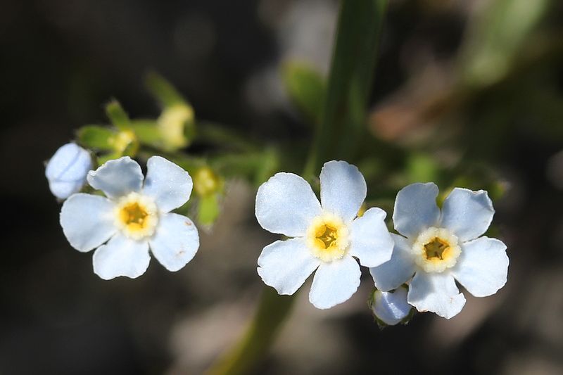 File:Eritrichium nipponicum (flower).JPG