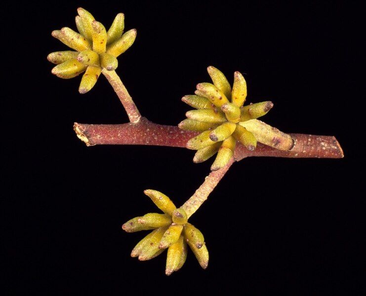 File:Eucalyptus agglomerata buds.jpg