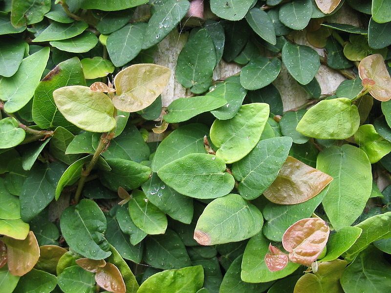 File:Ficus pumila (Leafs).jpg