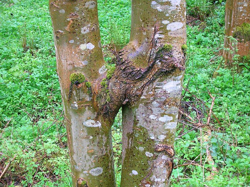 File:Fused Ash Trees.JPG