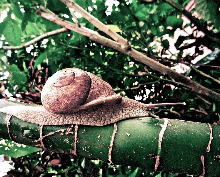 File:Gastropod from Jamaica.jpg