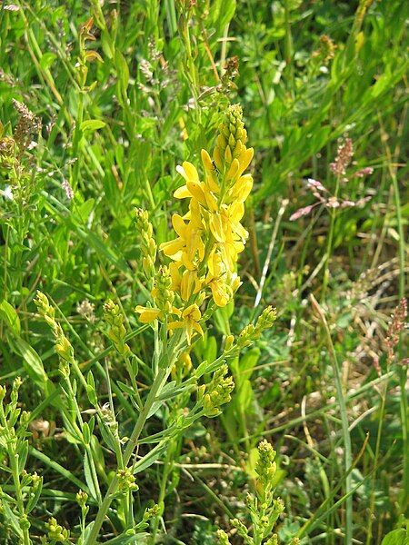 File:Genista tinctoria001.jpg