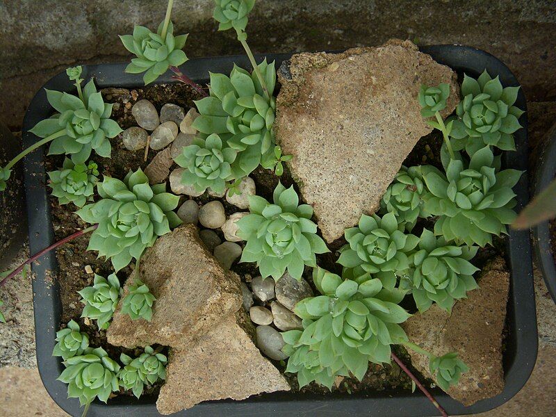 File:Graptopetalum macdougallii 01.JPG