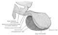 Gland shown in monkey