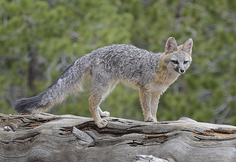 File:Gray Fox DSC6870.jpg