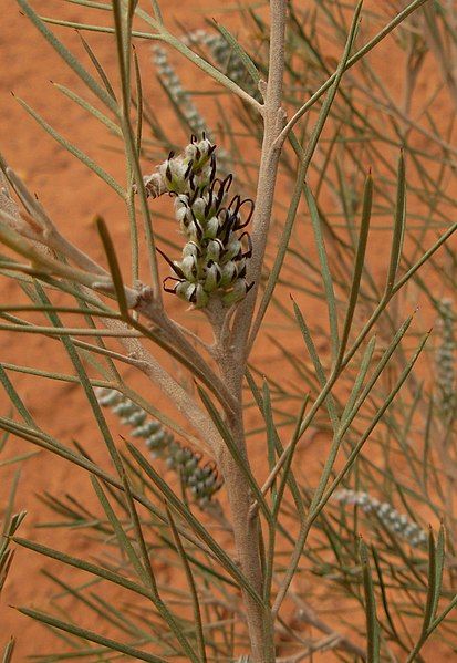 File:Grevillea roadverge-4.jpg