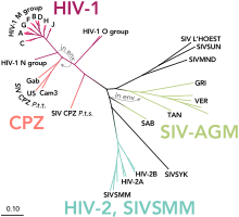 Phylogenetic tree of the SIV and HIVs