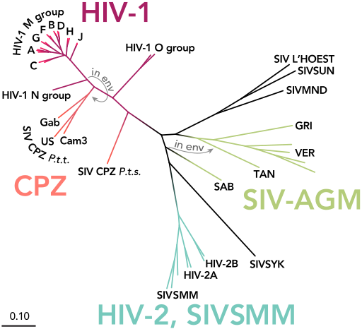 File:HIV-SIV-phylogenetic-tree straight.svg