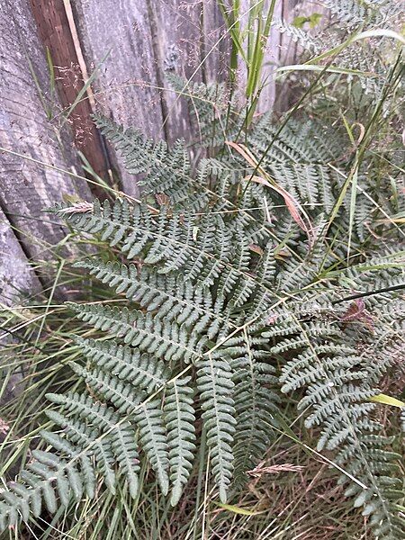 File:Hairy Brackenfern.jpg