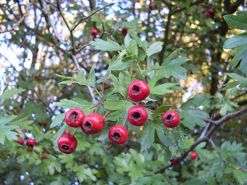 File:Hawthorn fruit.JPG