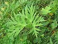 Heracleum sphondylium var. angustifolium