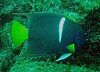 Passer Angelfish