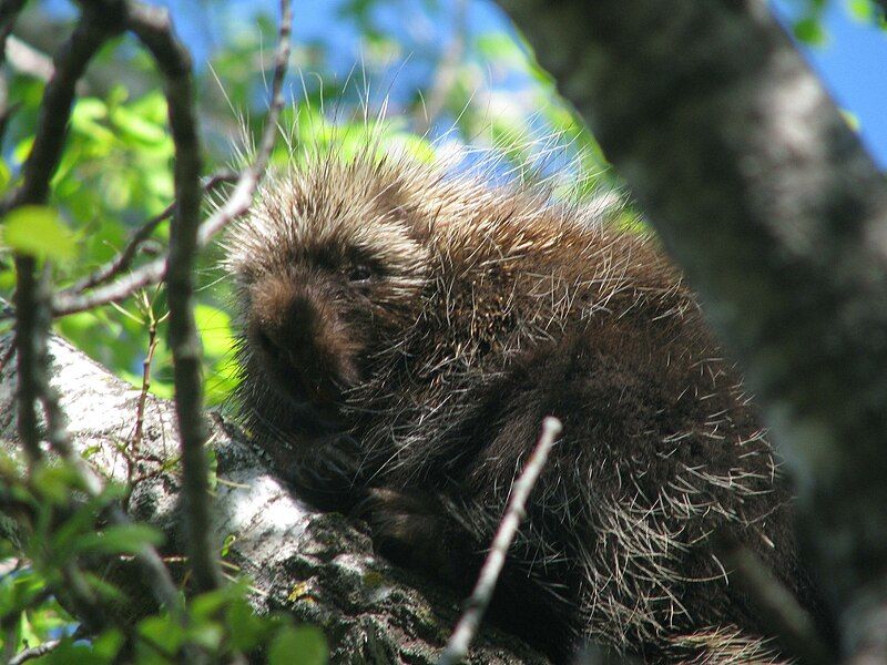 File:IATPorcupine.jpg