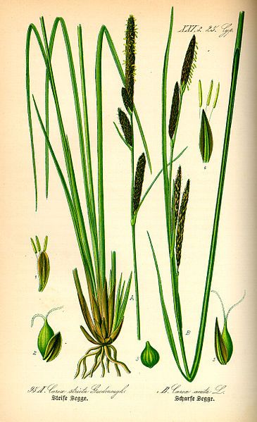 File:Illustration Carex elata0.jpg