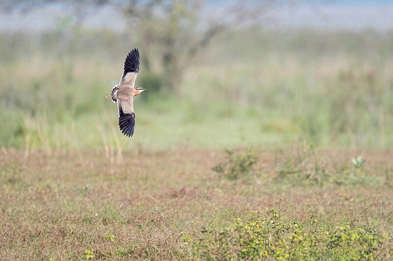 File:Indian-Courser.jpg