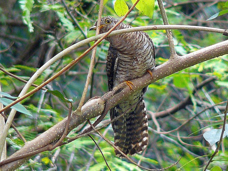 File:Indian Cuckoo (J).jpg