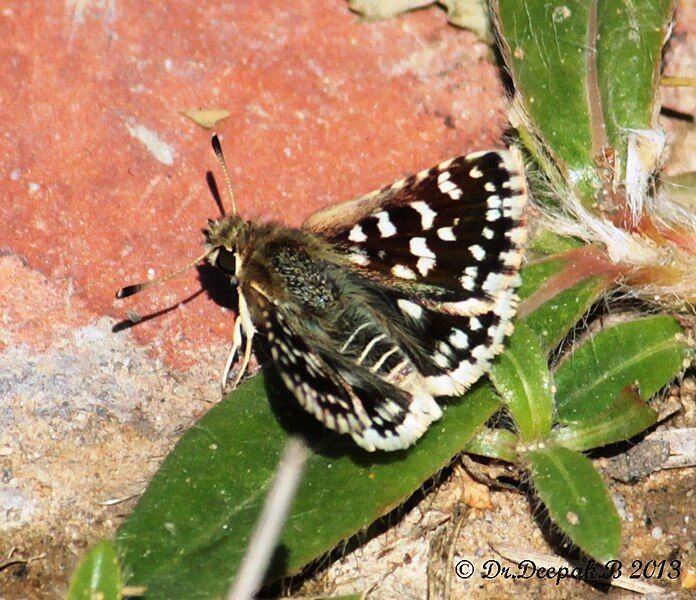 File:Indian Skipper Butterfly.jpg