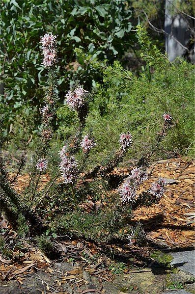 File:Isopogon asper.jpg